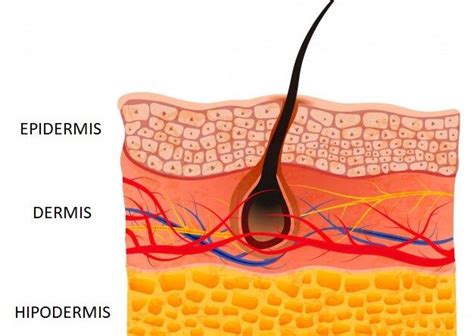 ¿Qué células constituyen la hipodermis? - Homo medicus