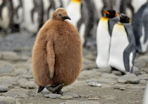 A cute and fluffy baby penguin : r/aww