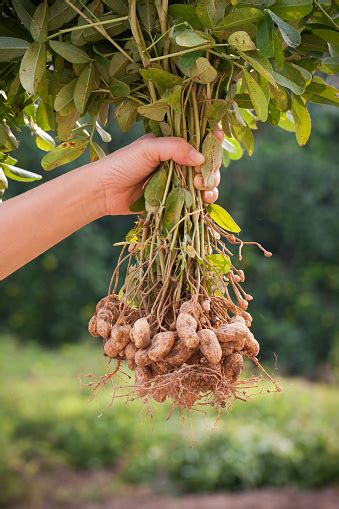 Holding Peanut Stem In The Farmland Stock Photo - Download Image Now - iStock