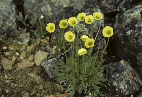 3. Arctic Poppy | The Nick Newbery Photo Collection