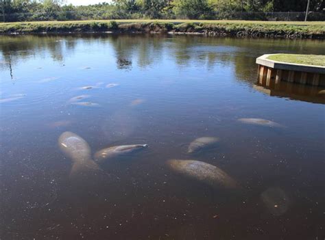 Manatee Park in Fort Myers is a Great Place to See Manatees | Must Do ...