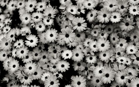 Black and white flowers wallpapers and images - wallpapers, pictures, photos