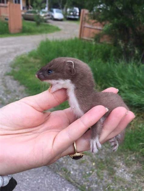 Rescued a Stoat weasel from Canada. Poor guy was laying on the side of ...