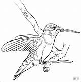 Hummingbird Coloring Pages  ColoringBay sketch template