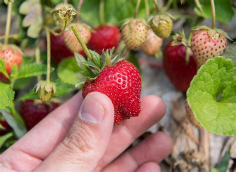 How To Get Rid Of Worms On Strawberry Plants (7 Effective Natural Ways!) | Plants Heaven