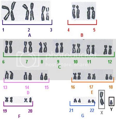 Download free An International System For Human Cytogenetic Nomenclature 2009 software - uputorrent