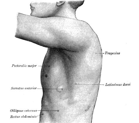 Pin on ANATOMY