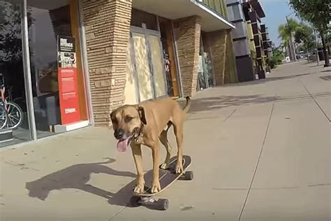 Skateboarding Dog Will Make You Forget How Crazy the World Is