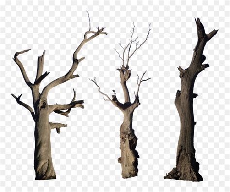 Png Dead Tree Transparent Dead Tree Images - Desert Tree PNG - FlyClipart