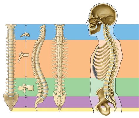 Huesos que conforman la Columna | Cirugía de Columna en Guadalajara