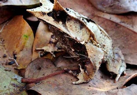 Katak Pinokio Spesies Baru Ditemukan di Belantara Kalimantan - Bontang Post