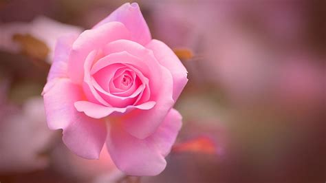 Pink Rose Flower Bud Petals Blur Bokeh Background HD Flowers Wallpapers ...