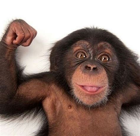 Pin by Jorge Motta on EnSevdiğim | Baby chimpanzee, Chimpanzee, Chimp