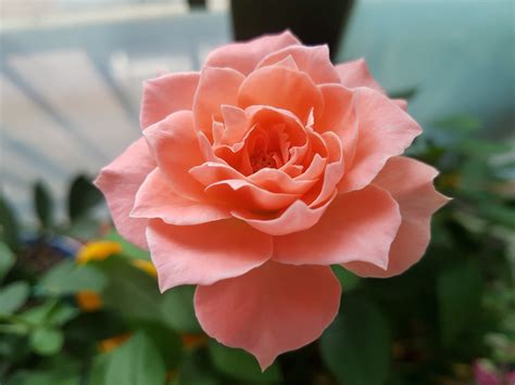 Free Images : flower, petal, flora, potted plant, flowers, beautiful, pink rose, floribunda ...