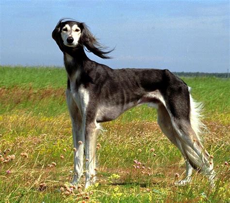 27 Exotic Dog Breeds We All Need In Our Life Right Now