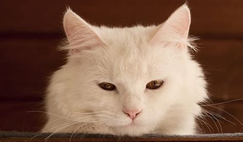 Cat Dementia – Signs, Treatments & Tips For Living With A Senile Cat