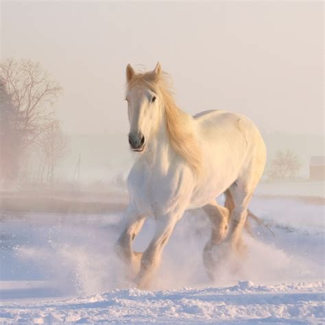 Download wallpaper: White horse running through snow 1024x1024