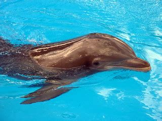 Dolphins | Dolphins | Sean MacEntee | Flickr