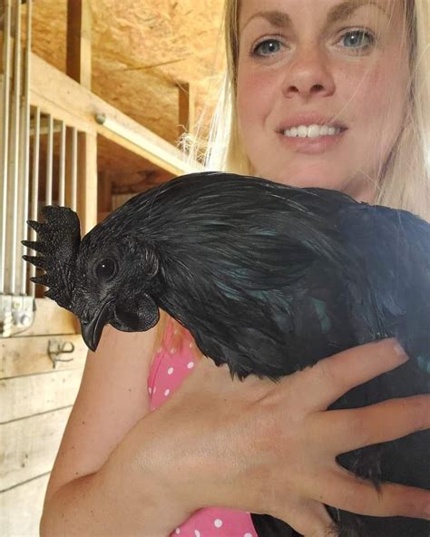 AYAM CEMANI HATCHING EGGS – Country Haven Farm LLC