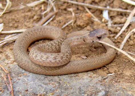 What Does A Ring Snake Look Like at Carol Anderson blog