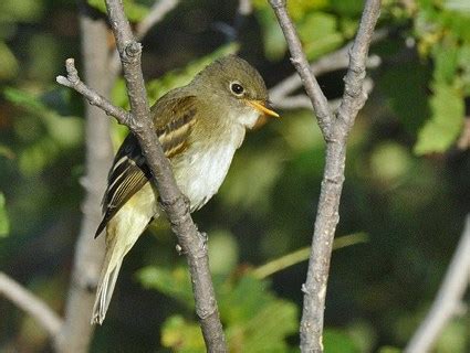 Alder Flycatcher, Identification, All About Birds - Cornell Lab of Ornithology