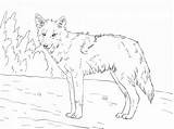 Free Printable Coyote Coloring Pages For Kids sketch template