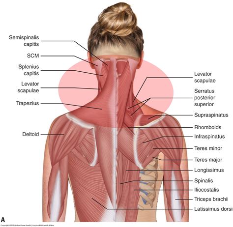 Find Out 20+ List Of Striated Shoulder/Neck Muscles In Humans They Forgot to Tell You.