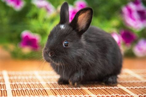 21 Beautiful Black Rabbit Breeds (With Pictures) - SESO OPEN
