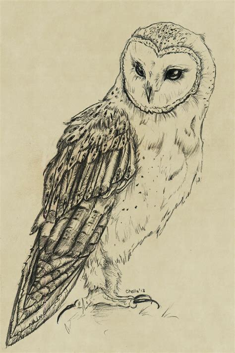 owl in flight drawing - Google Search | Owls drawing, Barn owl tattoo, Bird drawings