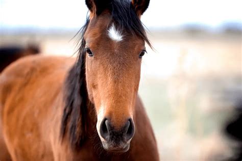 Horse Face and Leg Markings Chart