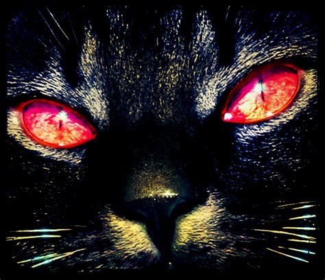 Paranormal Creatures: Washington D.C.'s Demon Cat | HubPages