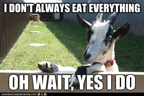 Goat Memes | Goat memes | Goat Float | Flickr