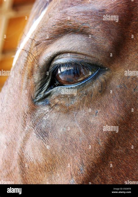 Horse in the stables, side view, close up,eye Stock Photo - Alamy