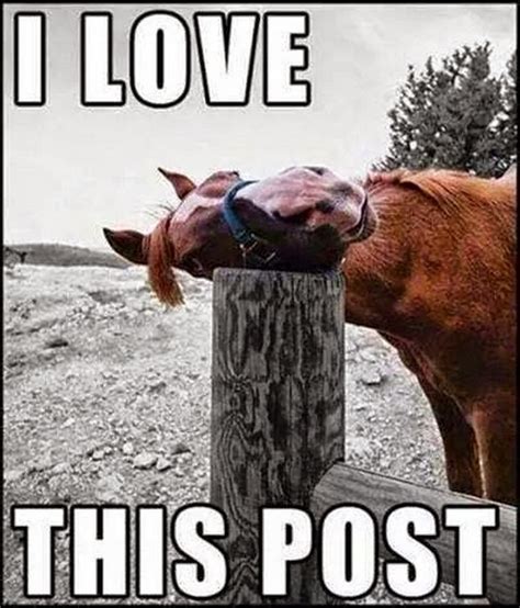 Funny Horse Memes - The best funny horse memes