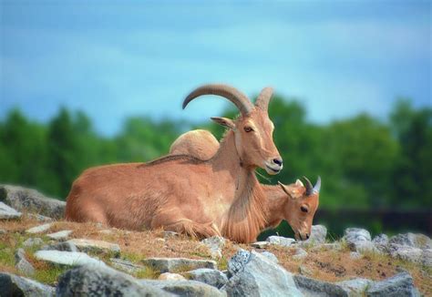 Barbary sheep Photograph by Norma A Lahens | Fine Art America