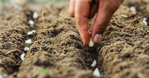 Gli errori da evitare durante la semina: consigli utili per il giardinaggio