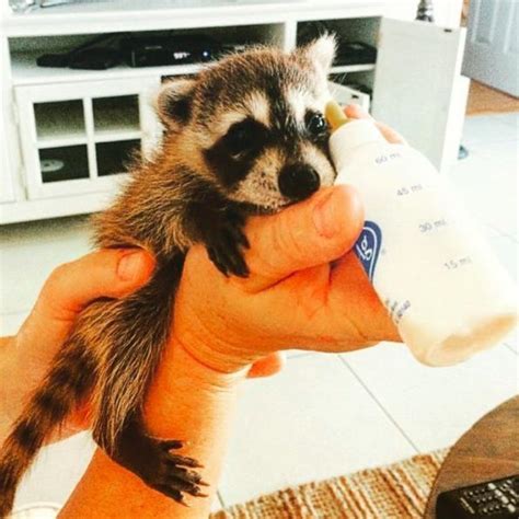 Baby raccoon is hungry : r/aww