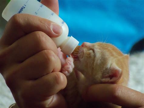 Bottle Babies | Community Concern For Cats