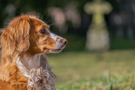 The top 5 grooming tips for your Brittany Spaniel. - Fuzzy Furballs