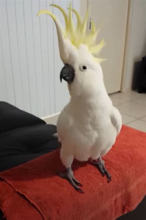 Cockatoo Dancing To “Happy” By Pharrell Williams (VIDEO) in 2020 ...