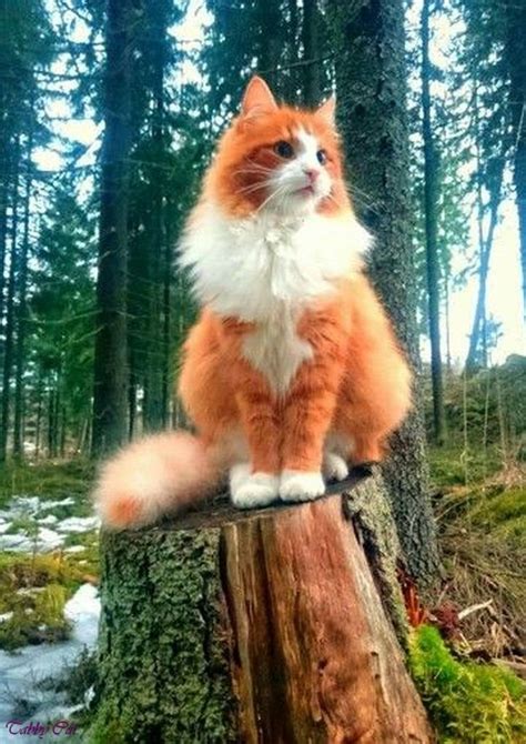 5+ Beautiful Orange And White Cat Ideas - faszom