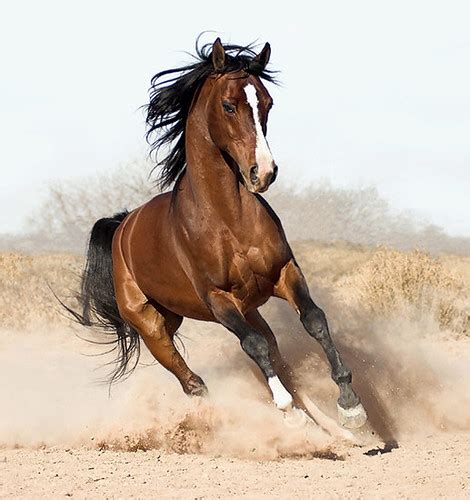 Magnificient running horse | Mo Rahman(Robin) | Flickr