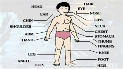 Learn - Human Body Part - External - Kids Educational Videos - YouTube