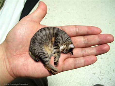 11 Smallest Cat Breeds in the World - HubPages