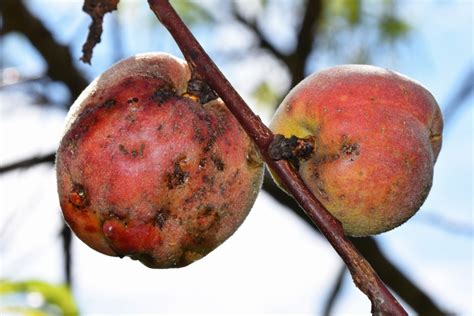 How To Grow A Peach Tree From Planting To Harvest