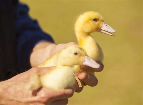 In the face of avian influenza: A vaccination bringing hope – Euro Foie Gras : Euro Foie Gras