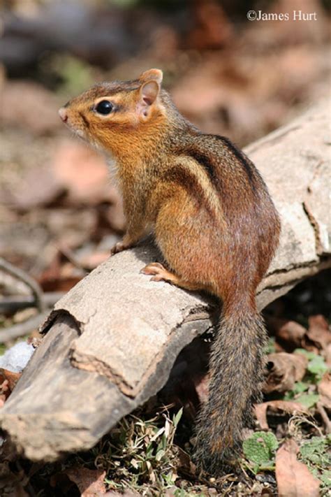 Tennessee Watchable Wildlife | Eastern Chipmunk