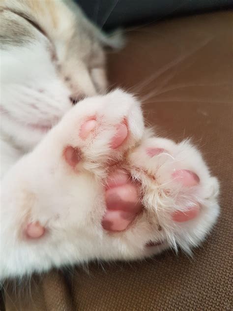 Found a kitten in the barn with 7 toes on its forepaws : r/mildlyinteresting