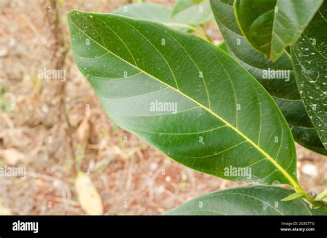 Isolated Jackfruit Leaf Stock Photo - Alamy