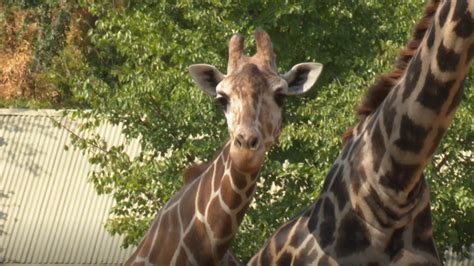 'Age is just a number': Cameron Park Zoo keeping up with aging animals | kcentv.com